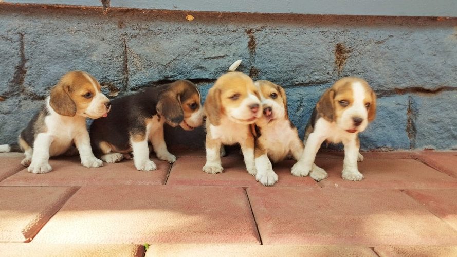 Beagles for sale