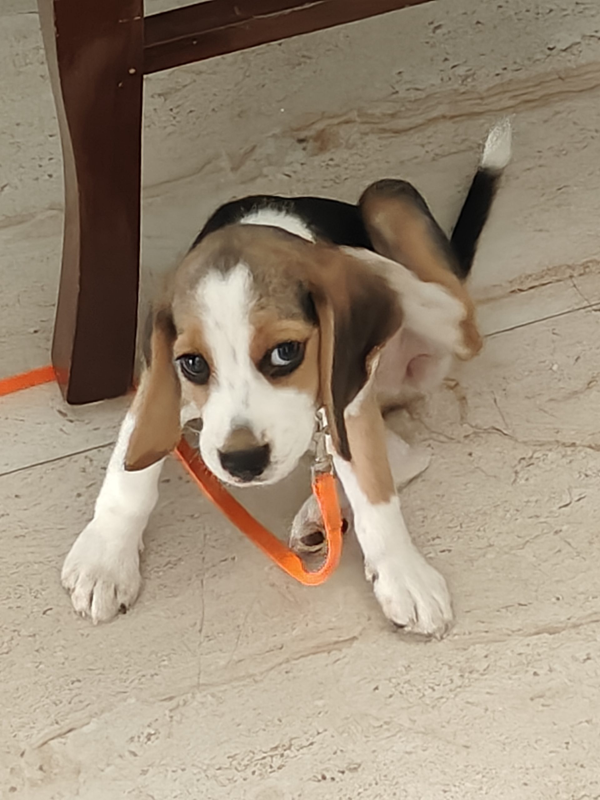 A Beautiful Beagle Up For A New Home