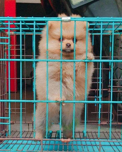 Beautiful Pom Golden Pups For Sale 9654249090