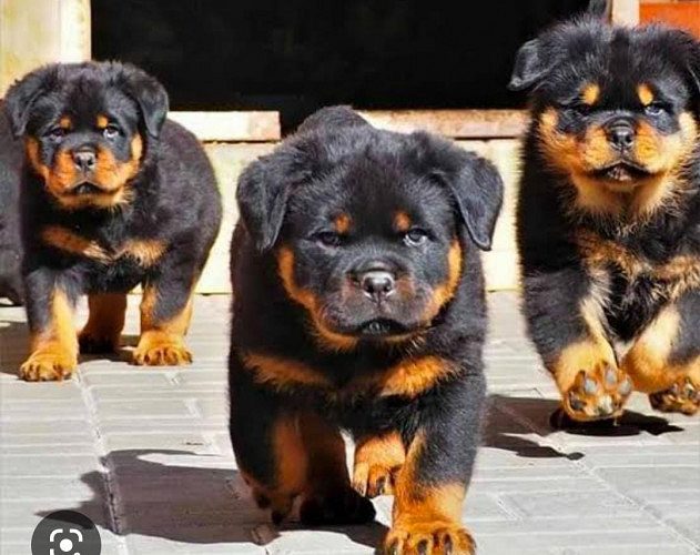BEAUTIFUL ROTTWEILER PUPPIES FOR AVBL