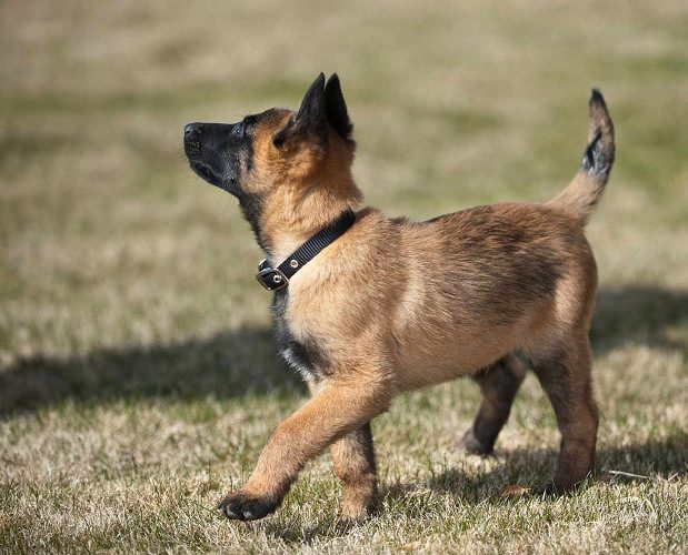 Belgian malinois