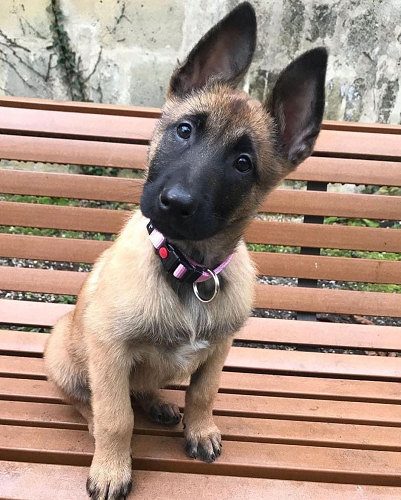 Belgian Malinois