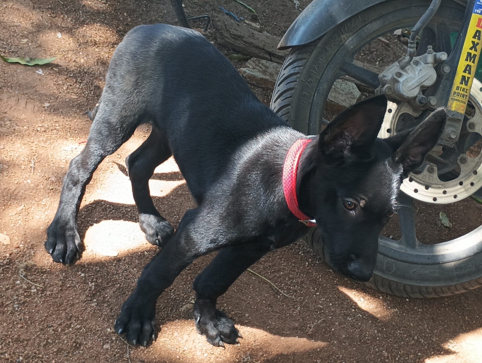 Belgium malanoise Z black Male