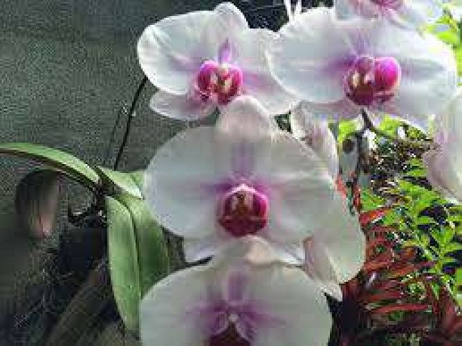 Belmont Orchids garden