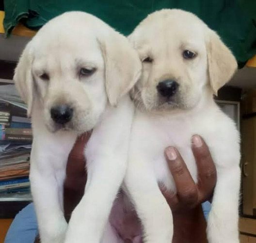 Benjamin Kennels !! Labrador puppies in Hyderbad