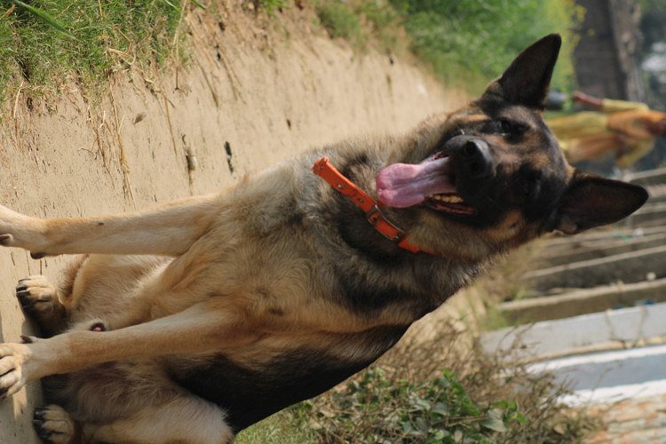 Bihar Gopalganj thawe road Mukeri tola near iti