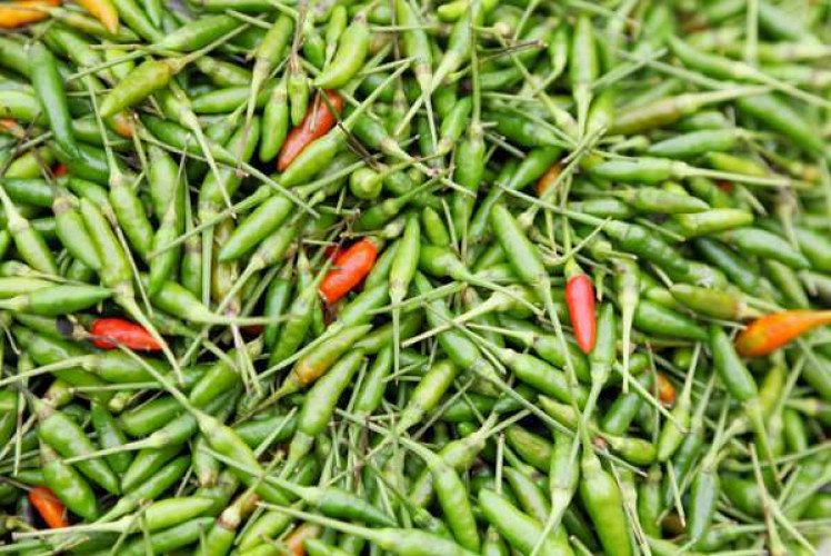 BIRD EYE CHILLI  (KANTHARI MULAKU)