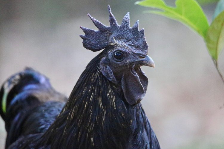 Black chicken/black hen