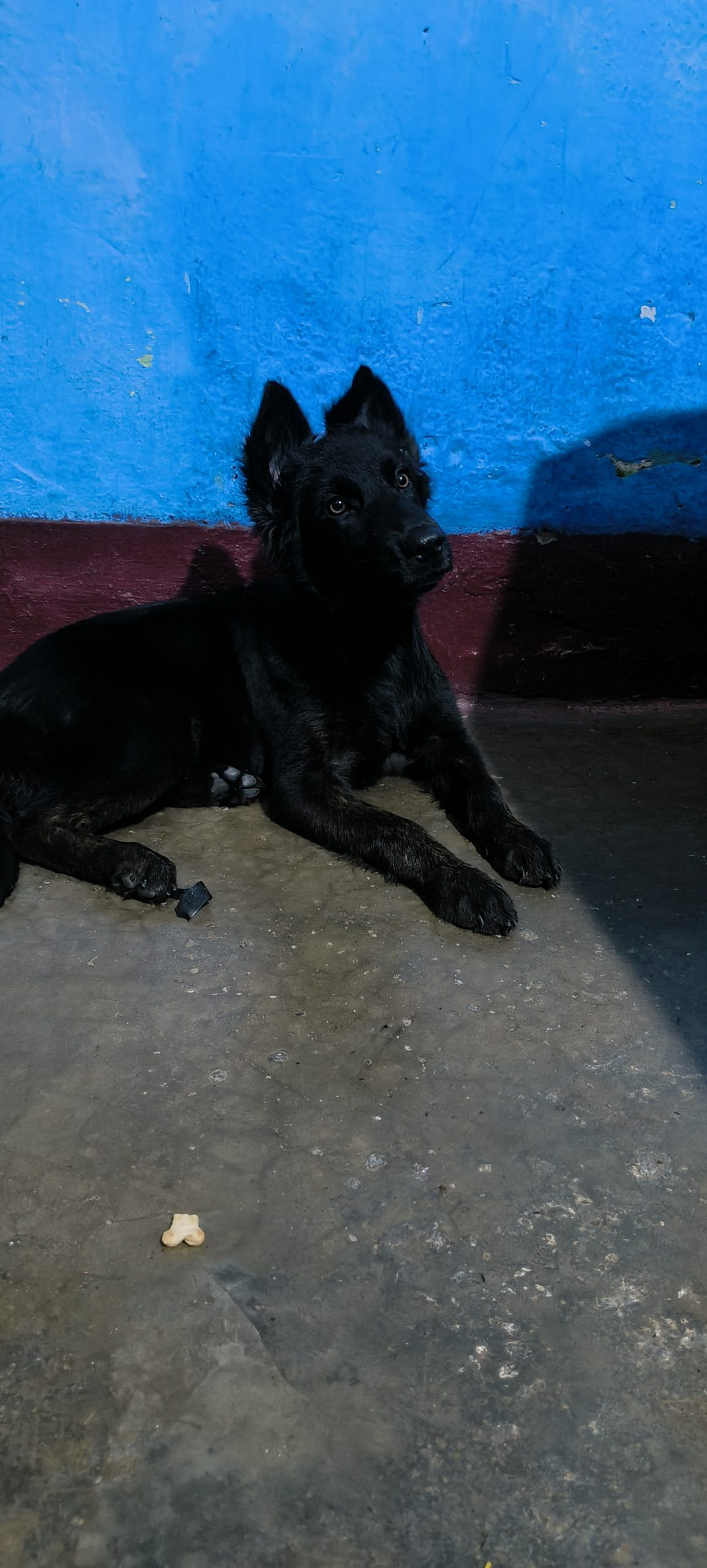 Black German shepherd puppy 3 months 2 days old