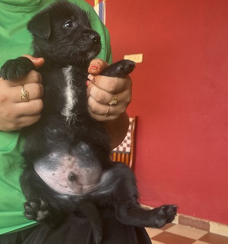 Black Golden Retriever