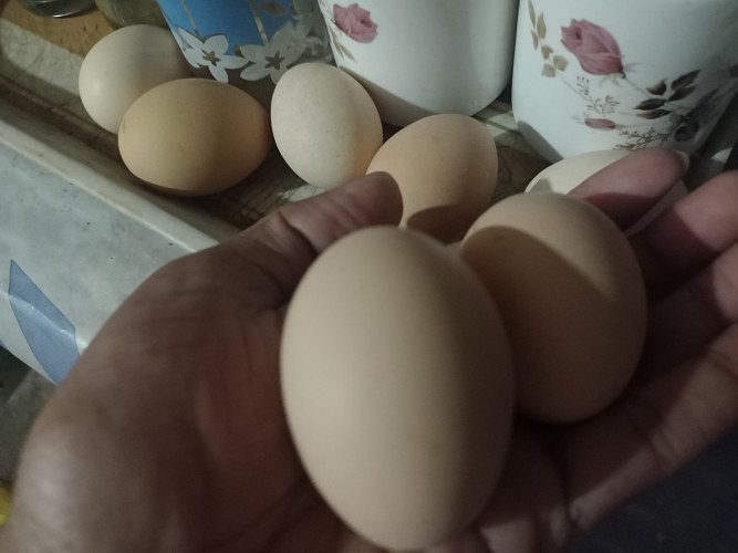Black hen egg