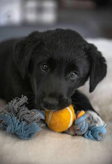 Black Lab Cute Puppy– Active, Smart, Playful, and Loving 8800539300