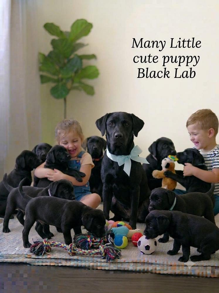 Black Lab Dog And Puppy 8800539300