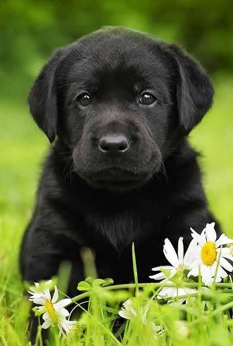Black Lab Puppy 8800539300