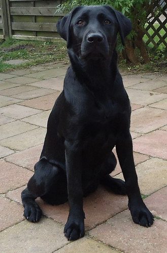 Black Labrador dog