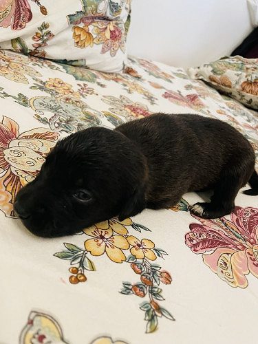 Black Labrador (Mixed breed)