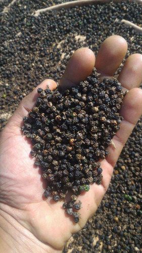 Black pepper organic