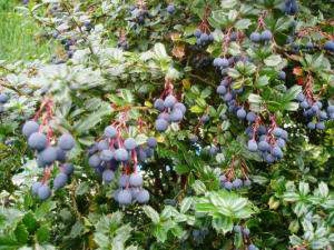 Blueberry plants
