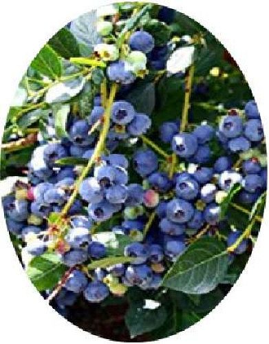Blueberry plants for sale