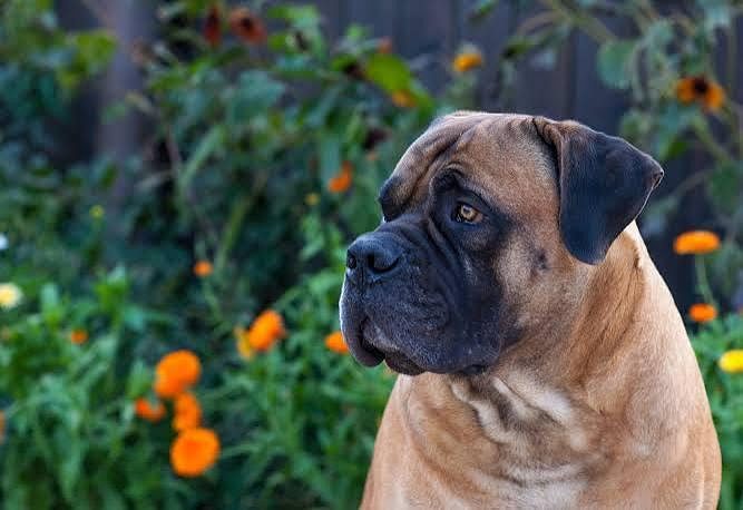 Boerboel Cute Puppy 8800539300