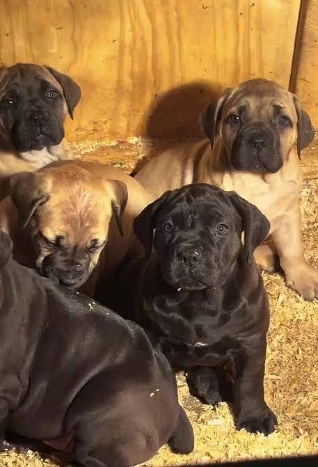 Boerboel Puppy 8800539300