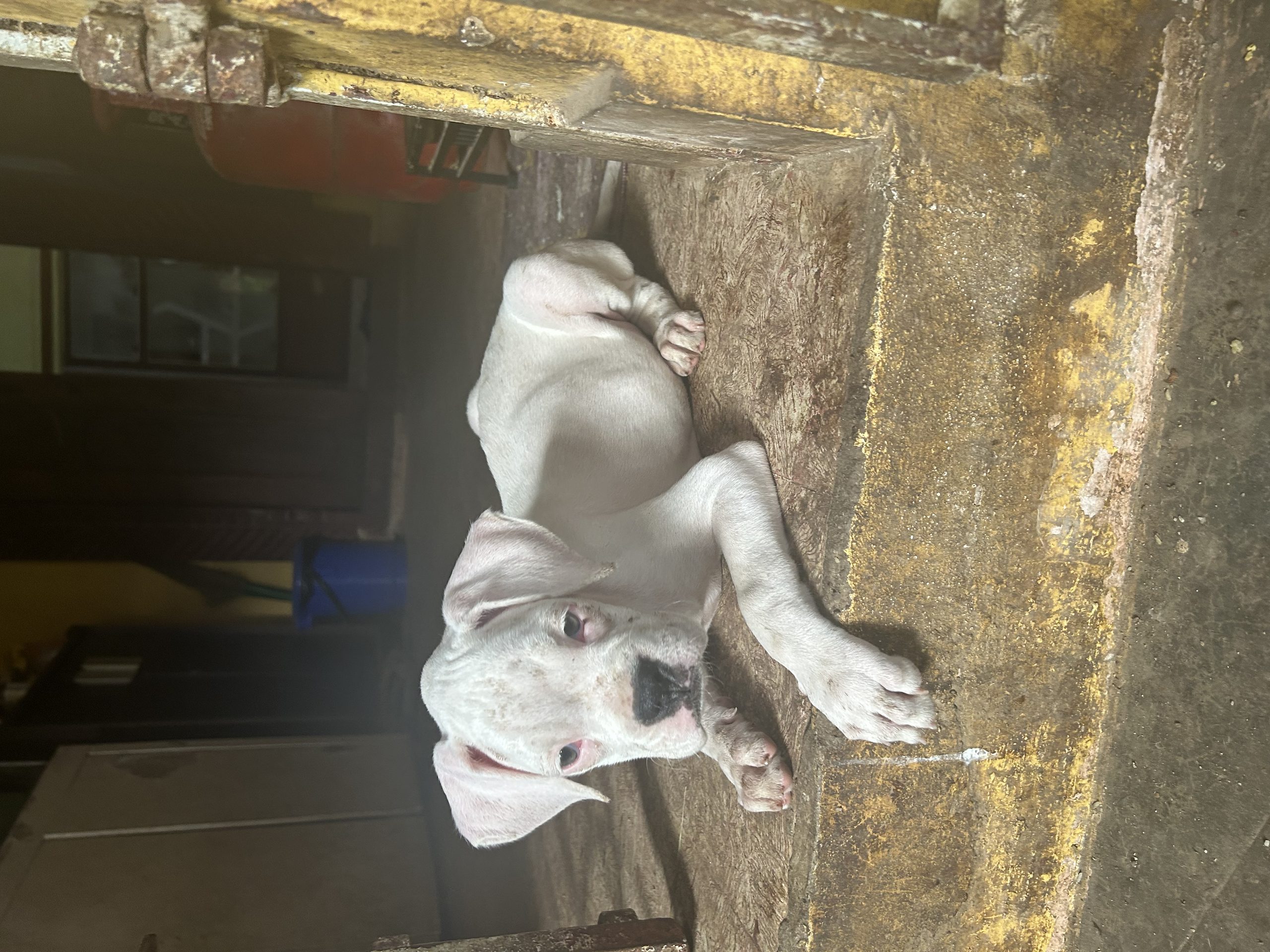 Boxer puppies females available