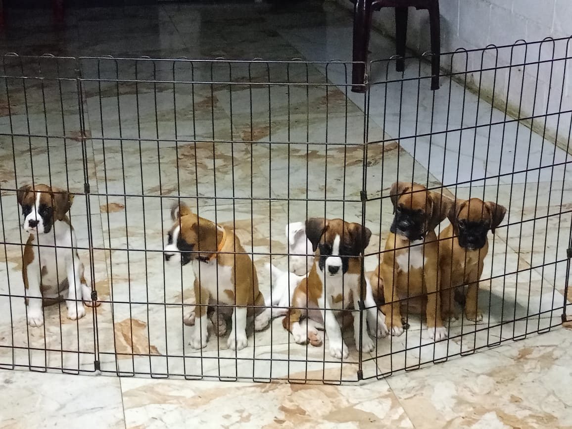Boxer pups