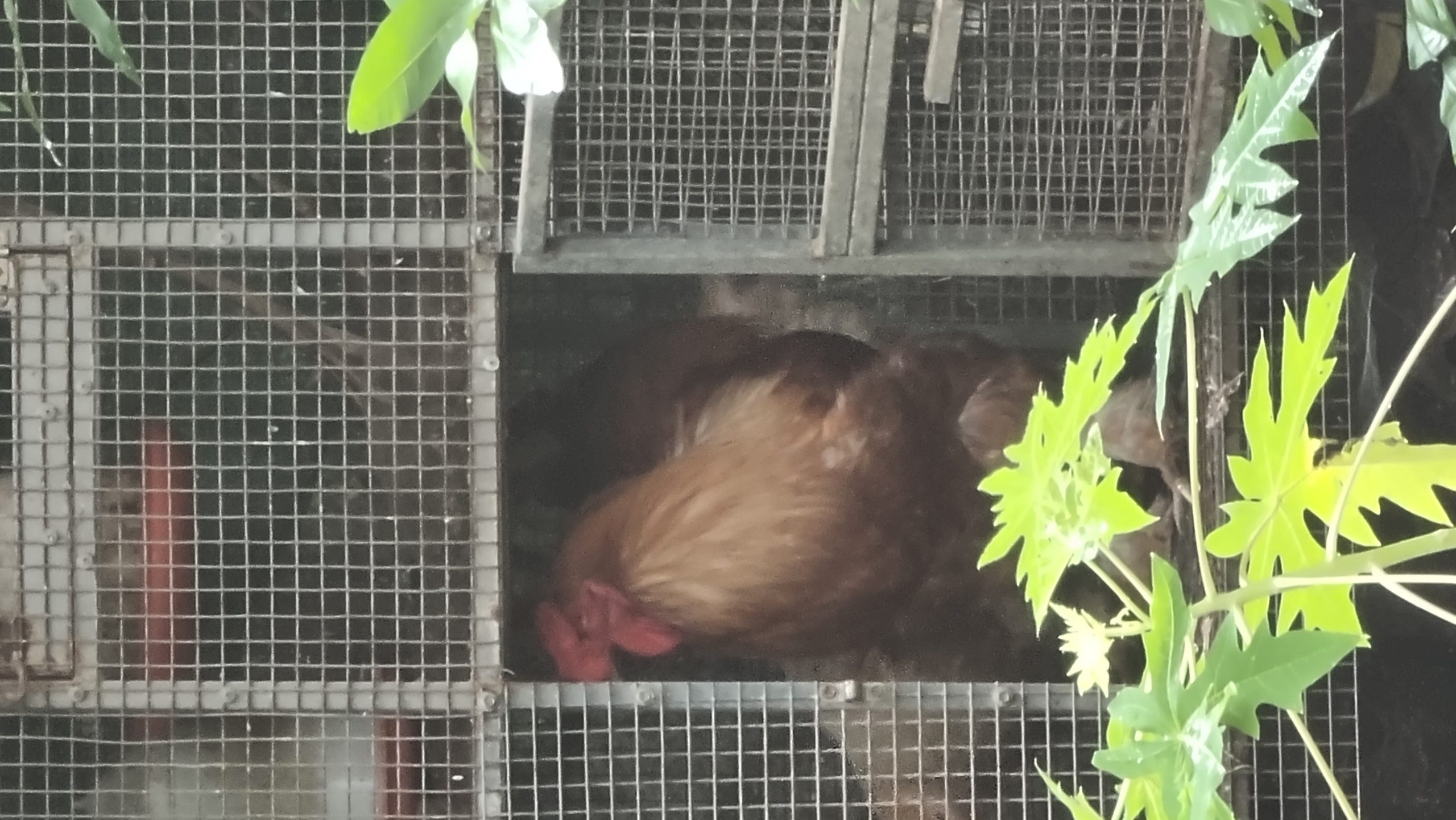 Brahma Hen