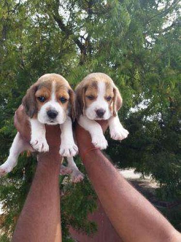 Breeding Beagle Puppies Available