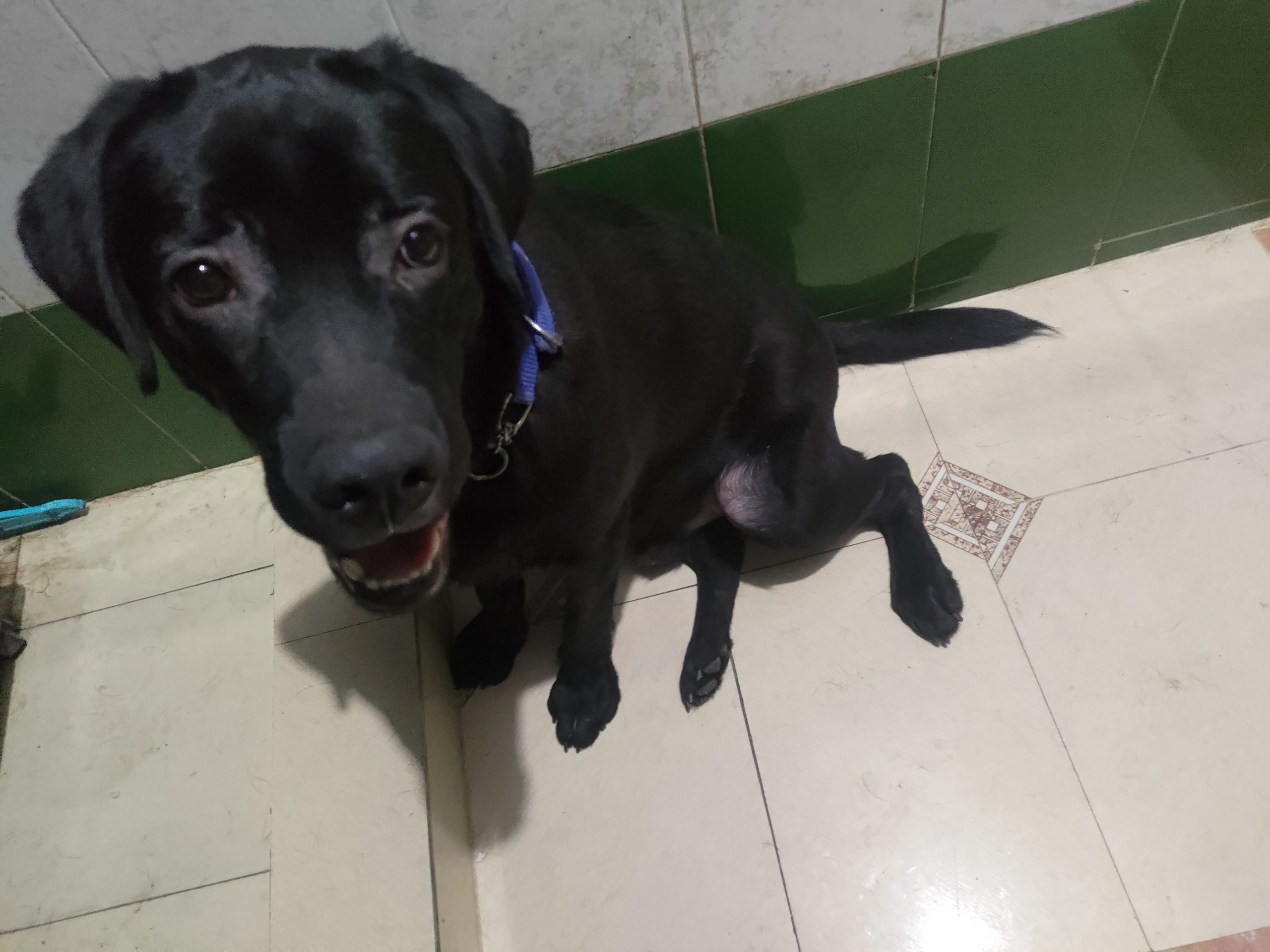 Brock the Black lab