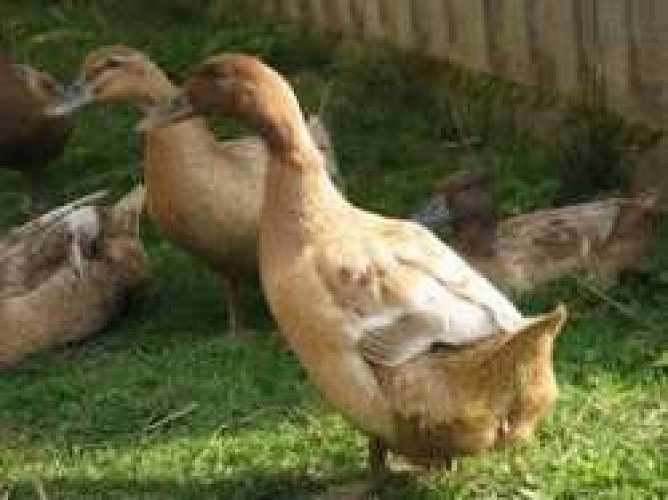 Broiler Duck