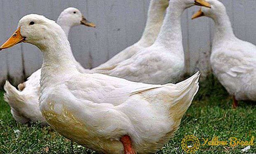 Broiler Duck for SAle