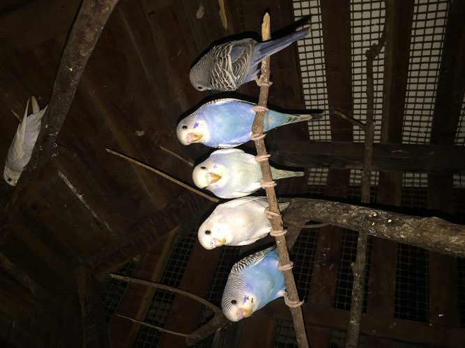Budgies