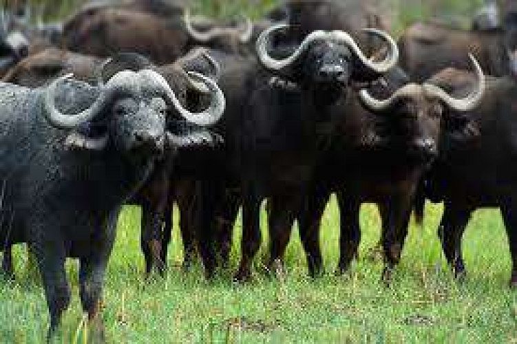 Buffalo for Sale