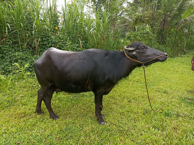 മുറ ക്രോസ് കന്നി എരുമ