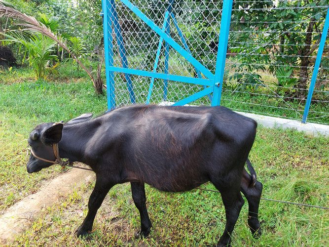 ആന്ധ്ര പോത്ത് കുട്ടി