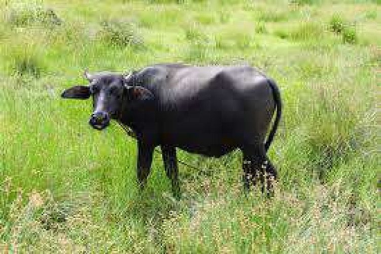 Buffalo for sale in thrissur