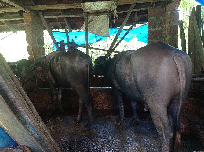 2 buffaloes for sale in kannur