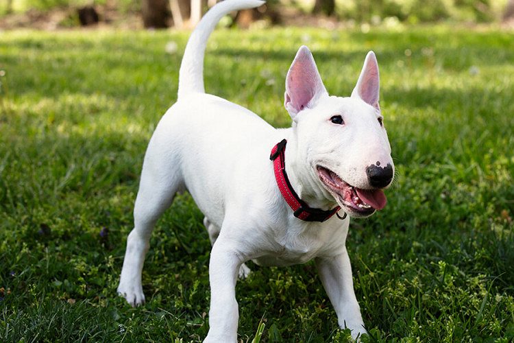 BULL TERRIER PUPS ARE READY TO MOVE NEW HOMES..7300930479