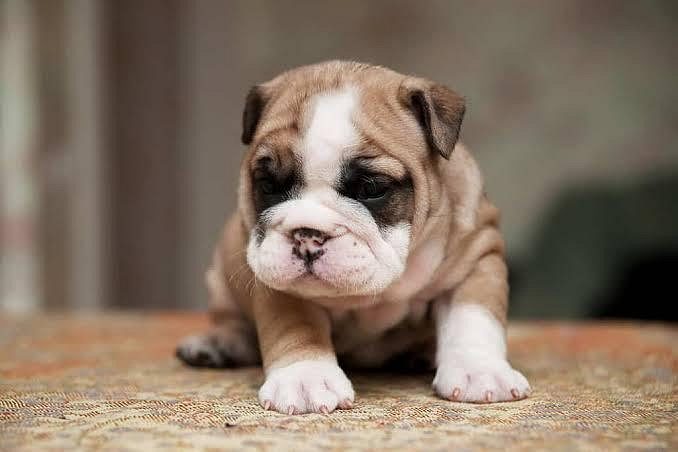 Bulldog Cute Puppy.....8800539300