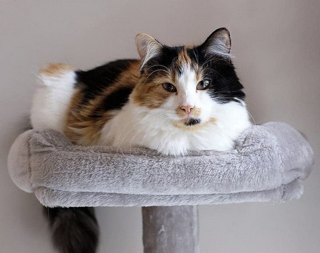 Calico Cats and Kittens for sale