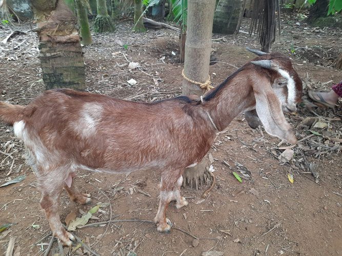 മലബാറി ബീറ്റൽ ക്രോസ്സ് ആടുകൾ വിൽപ്പനക്ക്... Call 8547322714