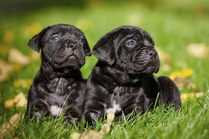 Cane Corso Cute Puppy 8800539300