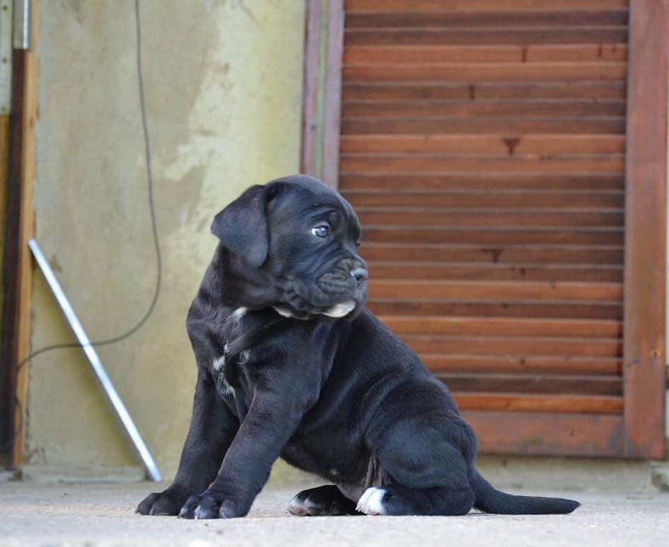 A Cane Corso dog can form strong bonds with their families. 7300930479