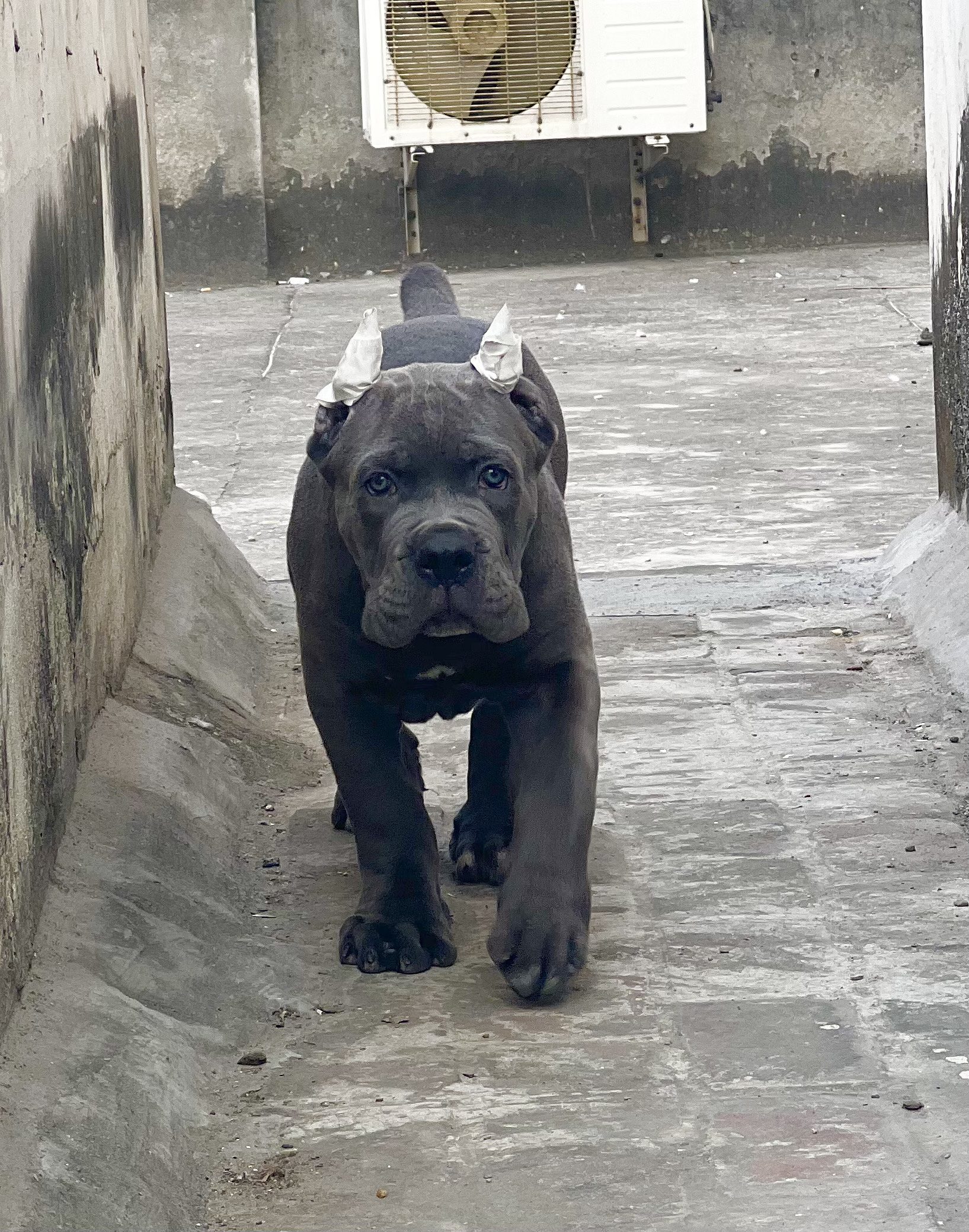 Cane corso