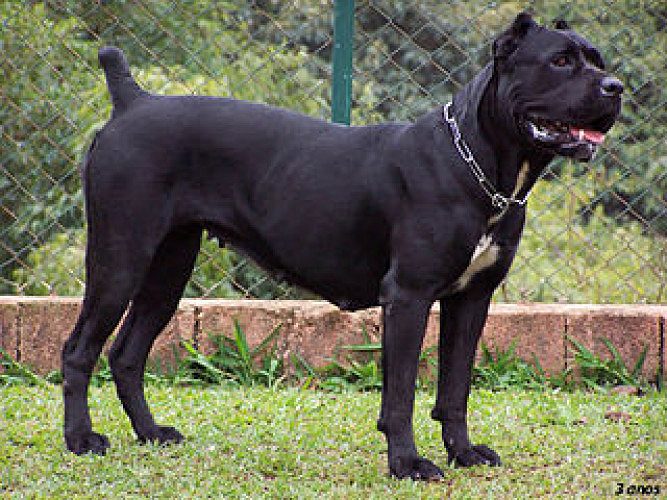 Cane corso