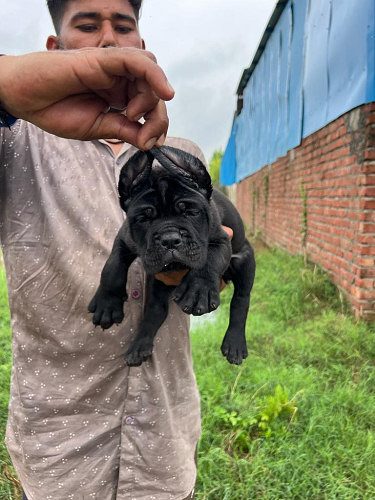Cane corso puppies available for sale in reasonable range.. 7300930479
