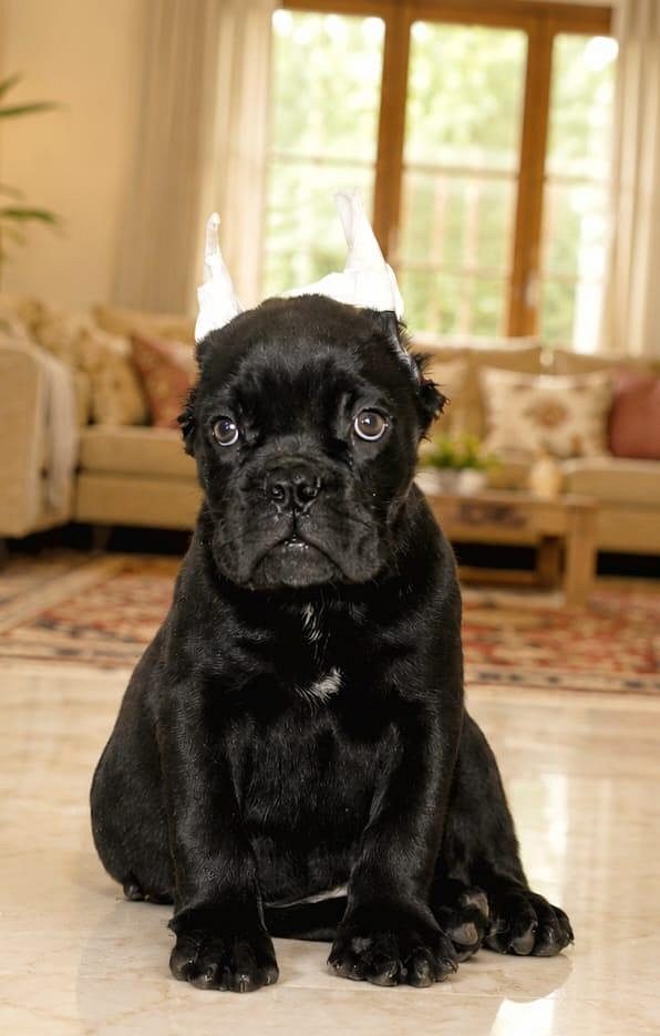 Cane corso puppy for sell..9927332288