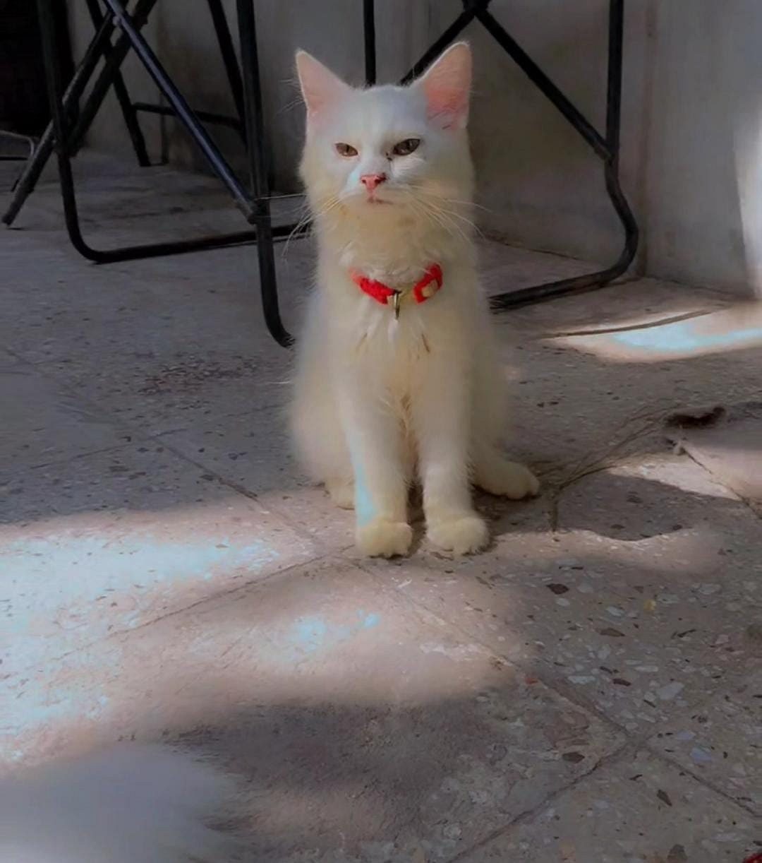 Cat Parisian cat
