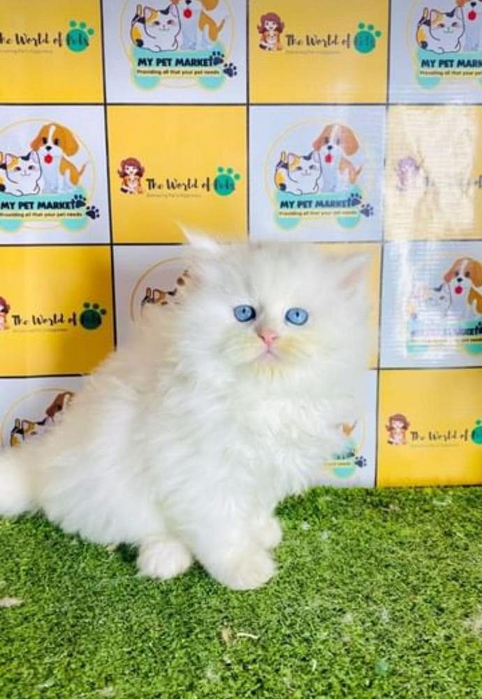 Cat's Persian baby
